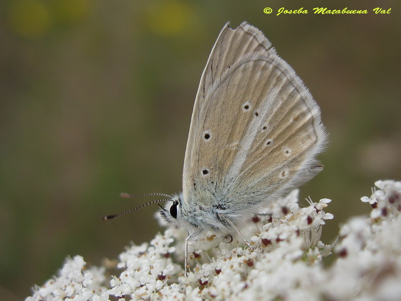 Agrodiaetus fulgens (femmina) ?